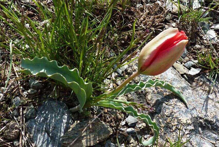 Image of Tulipa korolkowii Regel