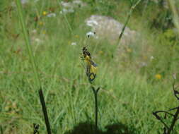 Image of Libelloides rhomboideus (Schneider 1845)