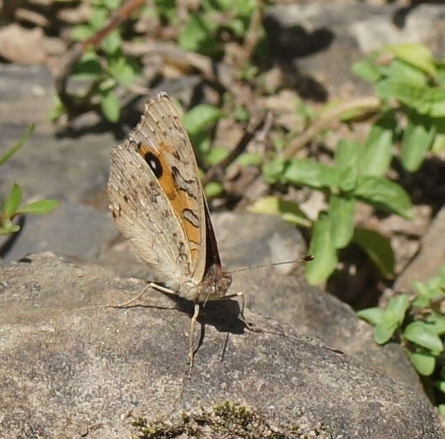 Image of Meadow Argus