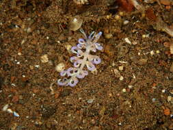 Image of Sea slug