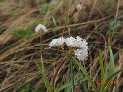 Imagem de Valeriana dioscoridis Sibth. & Sm.