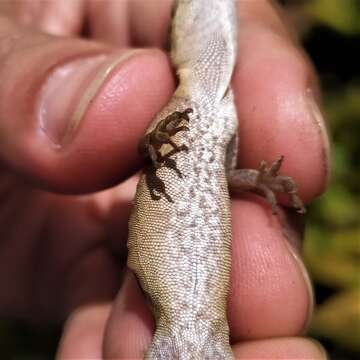 Image of Blemished Anole