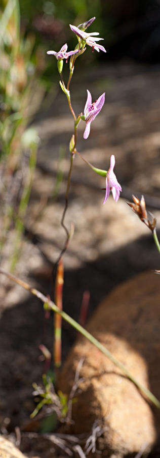 Image of Disa obliqua subsp. clavigera (Lindl.) Bytebier