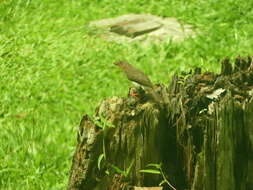 Image of Bornean Brown Barbet