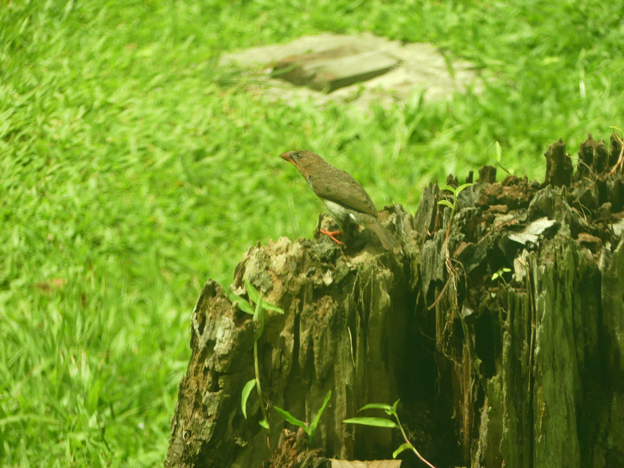 Image of Bornean Brown Barbet