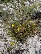 Image of Hibbertia huegelii (Endl.) F. Müll.