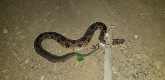 Image of Russel’s Viper