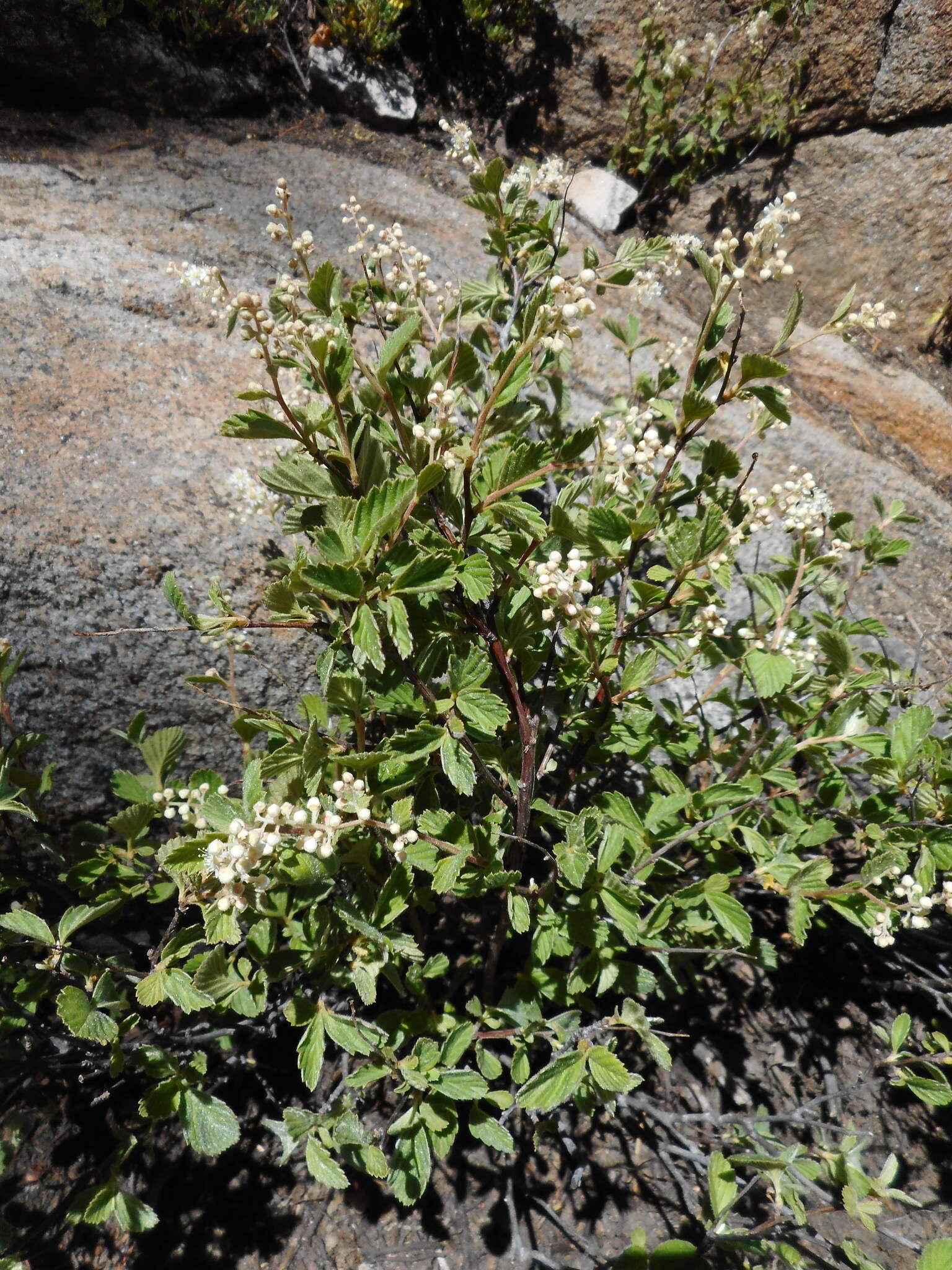 Image de Holodiscus discolor var. microphyllus (Rydb.) Jeps.