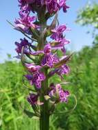 Image de Dactylorhiza sibirica Efimov