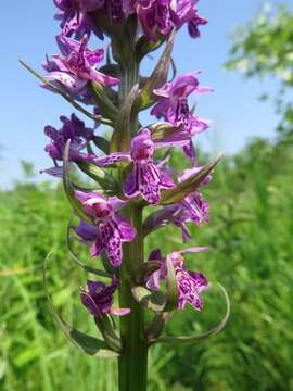 Image of Dactylorhiza sibirica Efimov