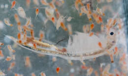 Image of Conservancy Fairy Shrimp