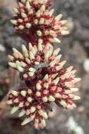 Image of Crassula alpestris subsp. alpestris