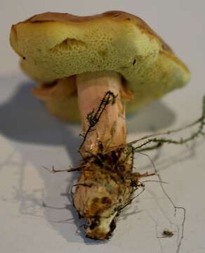 Imagem de Hortiboletus bubalinus (Oolbekk. & Duin) L. Albert & Dima 2015