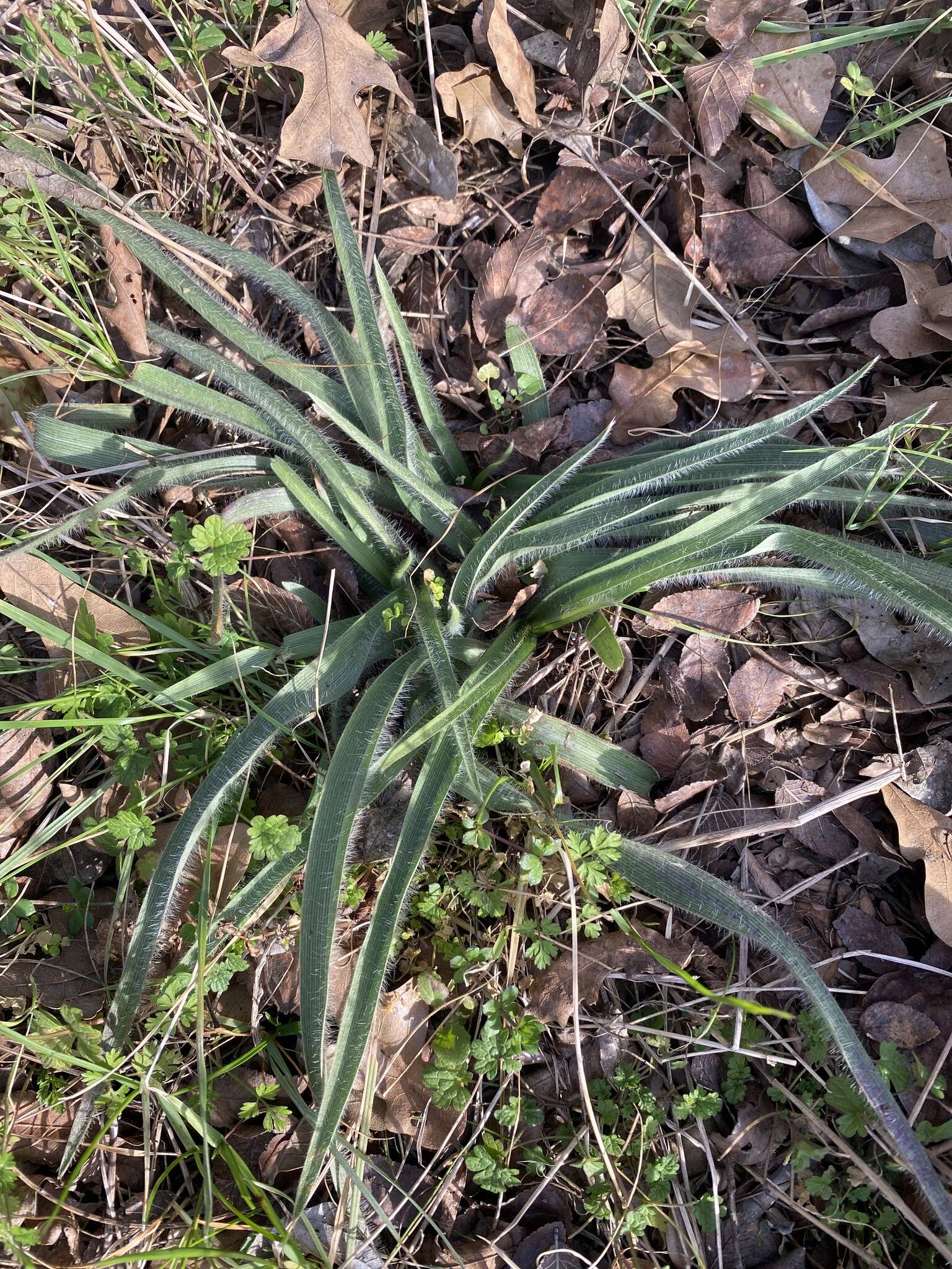 Image of Tharp's spiderwort