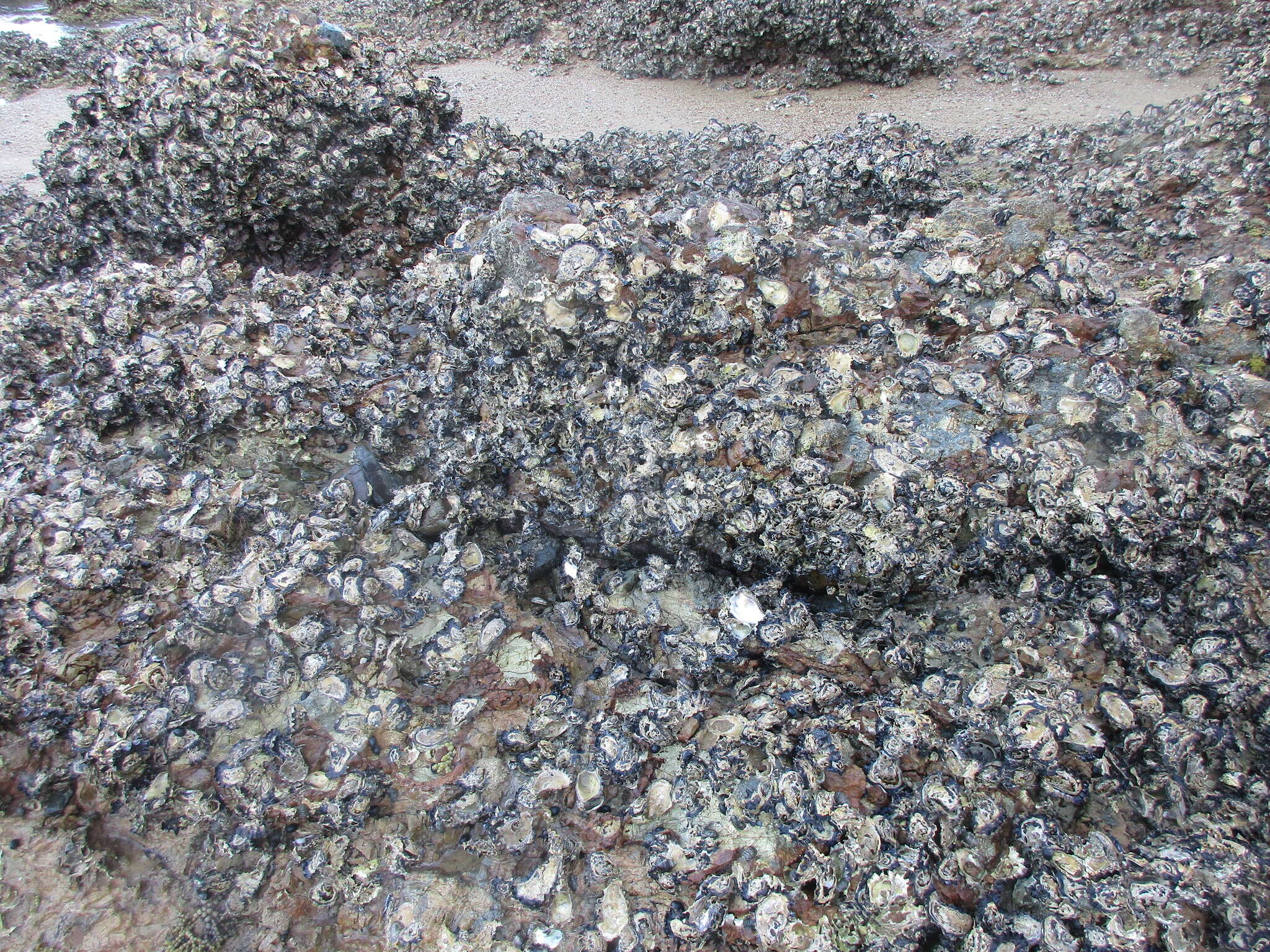 Image of Sydney rock oyster