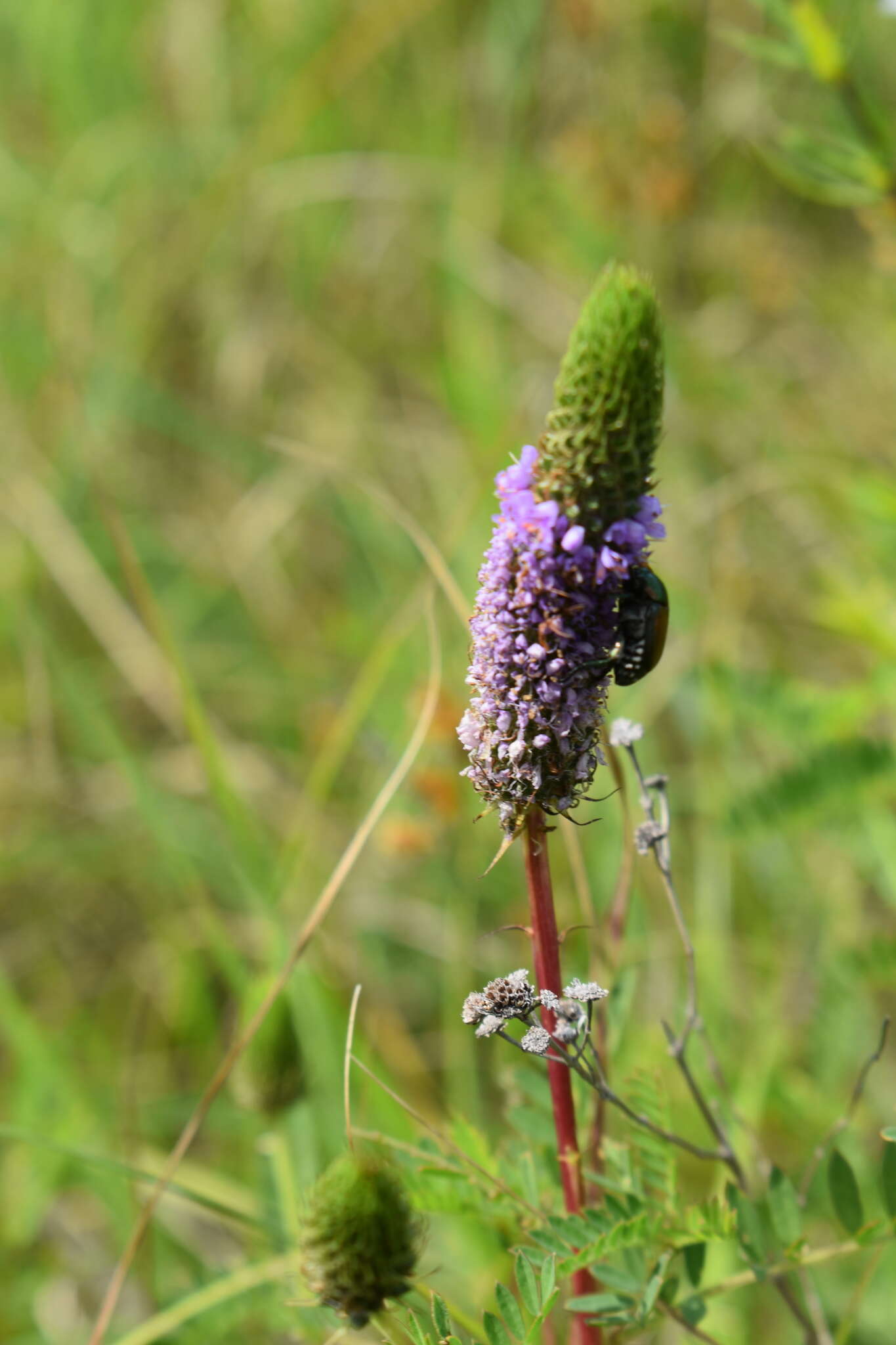 Image of leafy prairie clover