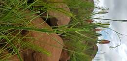 Image of Albuca fastigiata Dryand.