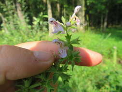 Слика од Stachys pilosa var. arenicola (Britton) G. A. Mulligan & D. B. Munro