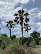 Image of palmyra palm