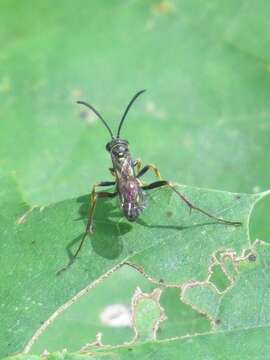 Image of Spider wasp