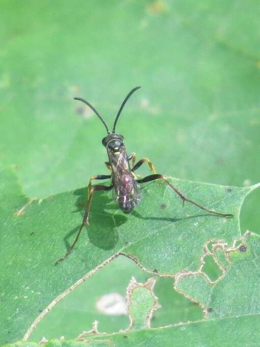 Image of Spider wasp