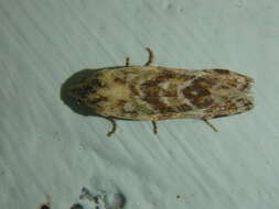 Image of Aethes williana Brahm