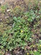 Image of palmleaf cinquefoil