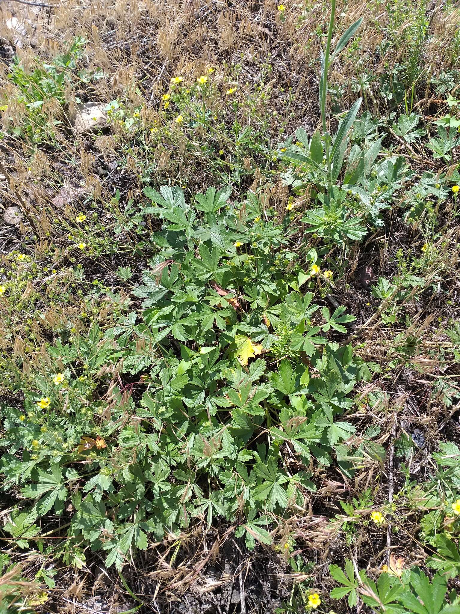 صورة Potentilla collina Wibel