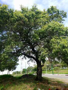 Image of Quercus oleoides Schltdl. & Cham.