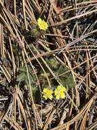 Image of Navajo cinquefoil