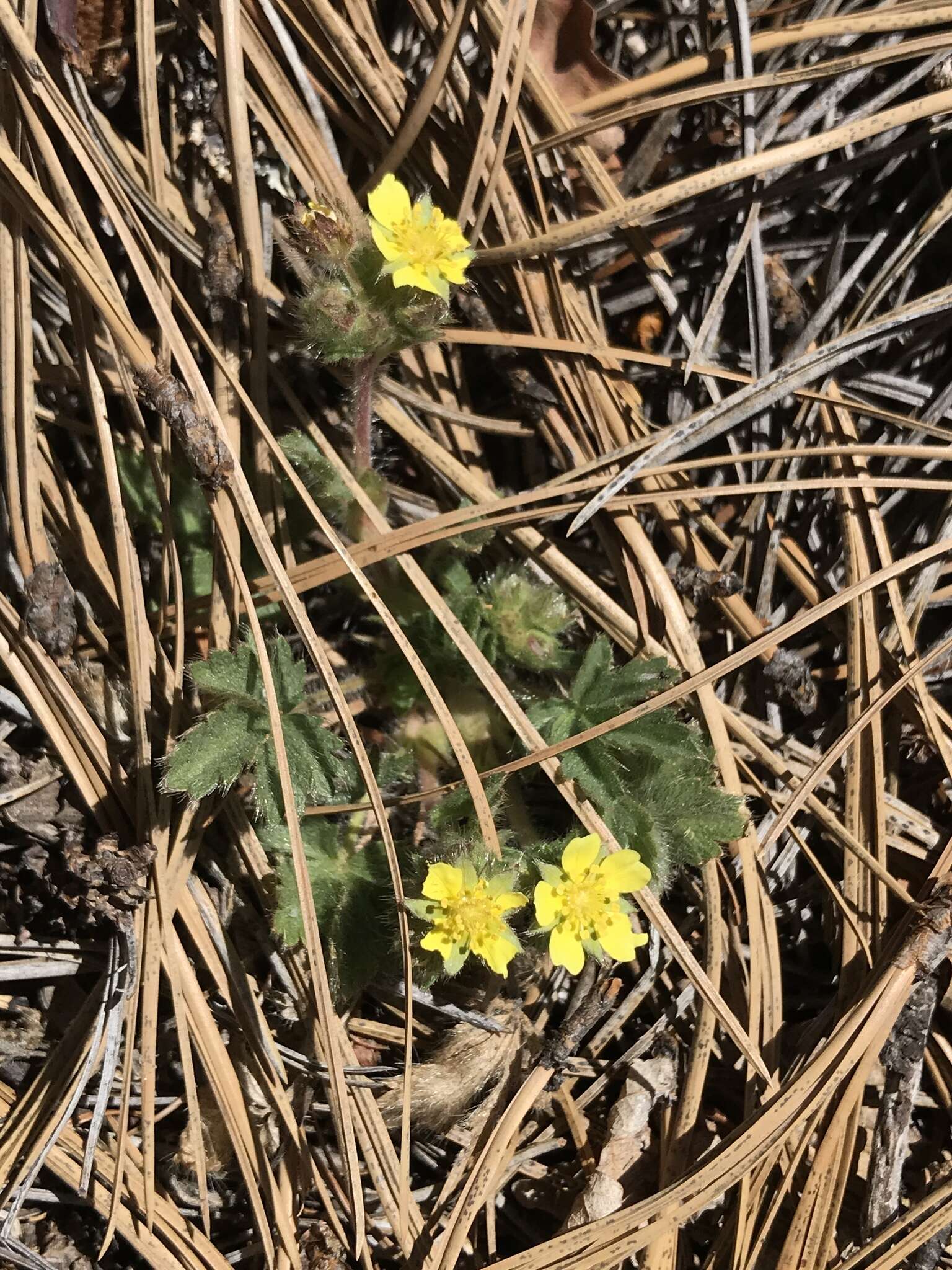 Слика од Potentilla subviscosa Greene