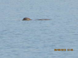 Image of bearded seal