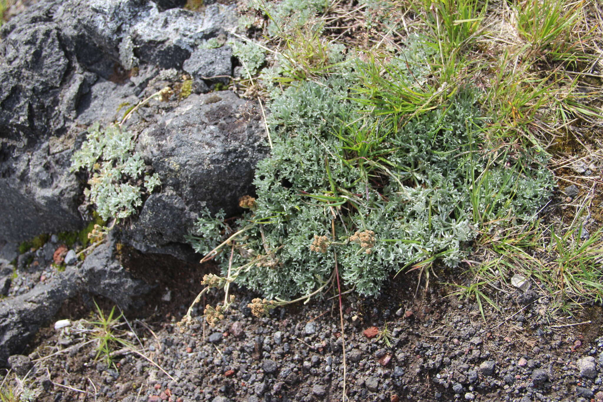 Plancia ëd Artemisia glomerata Ledeb.