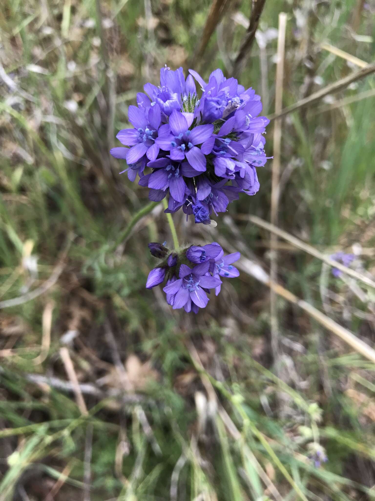 Image of bluehead gilia