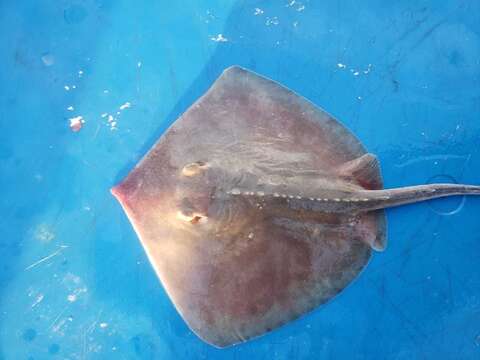 Image of Longnose Stingray