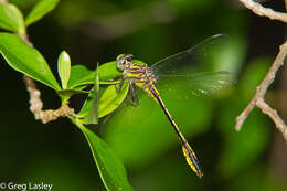 Image of Phanogomphus cavillaris (Needham 1902)