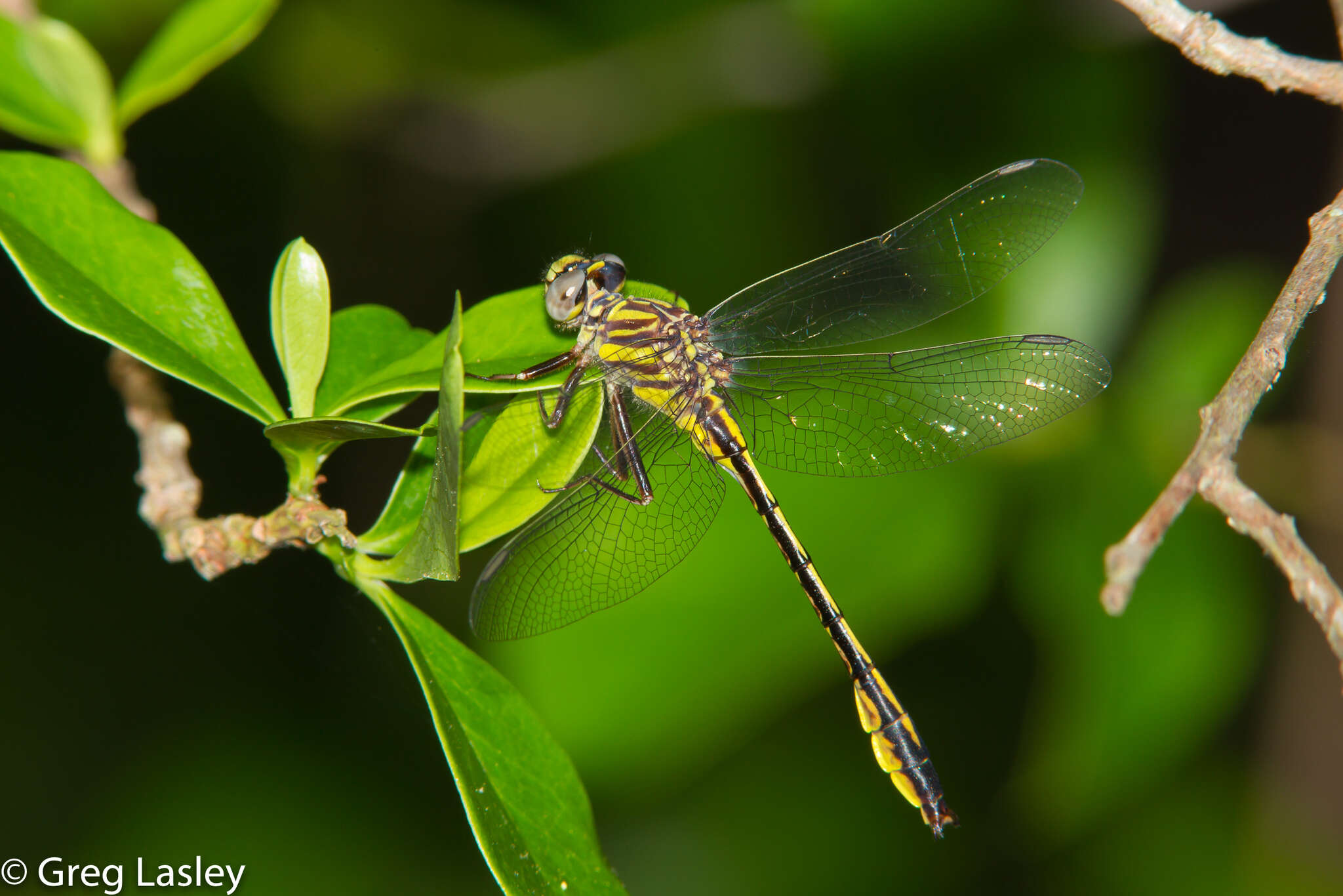 Image of Phanogomphus cavillaris (Needham 1902)