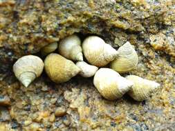 Image of Littoraria flava (P. P. King 1832)