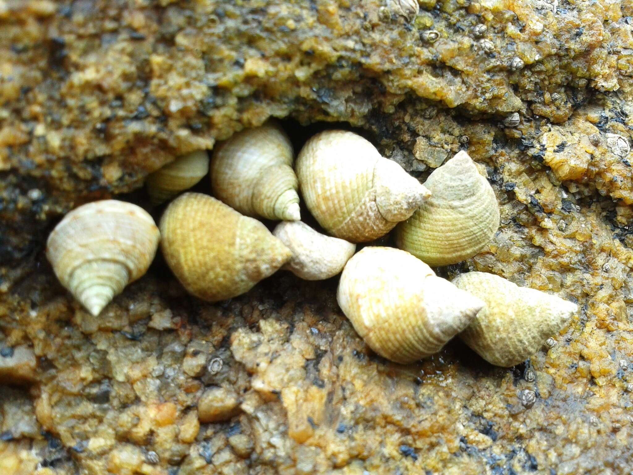 Image of Littoraria flava (P. P. King 1832)