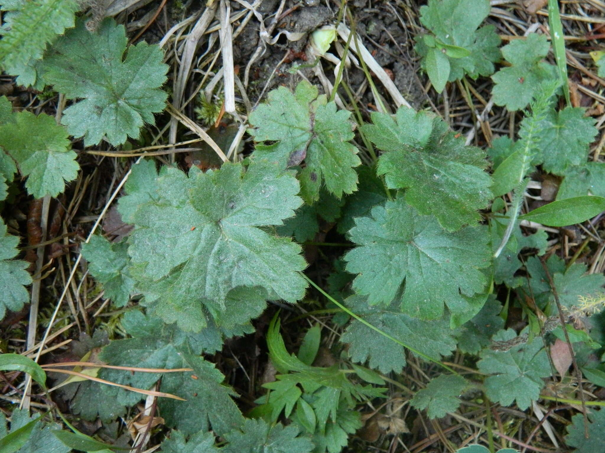 Image of Idaho barren strawberry