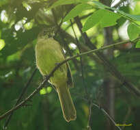 Image of Cachar Bulbul