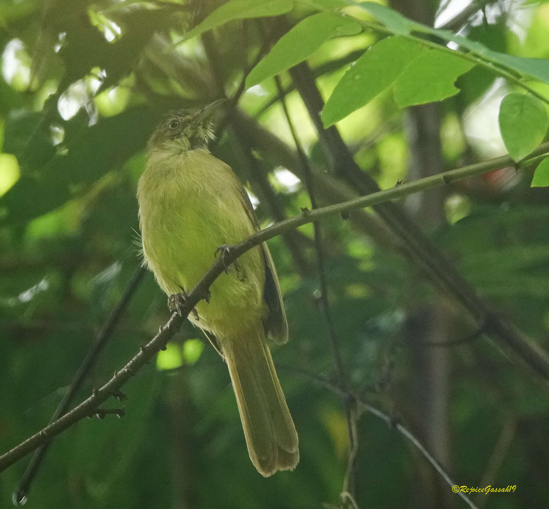 Image of Cachar Bulbul