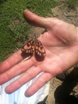 Image of Western Sheepmoth