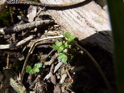 Image of Hydrocotyle callicarpa Bunge