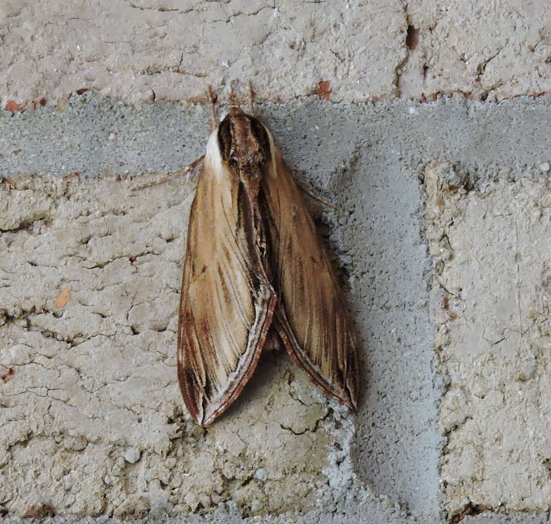 Image of Laurel sphinx