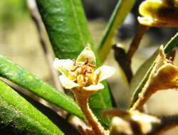 Image de Ricinocarpos ledifolius F. Muell.