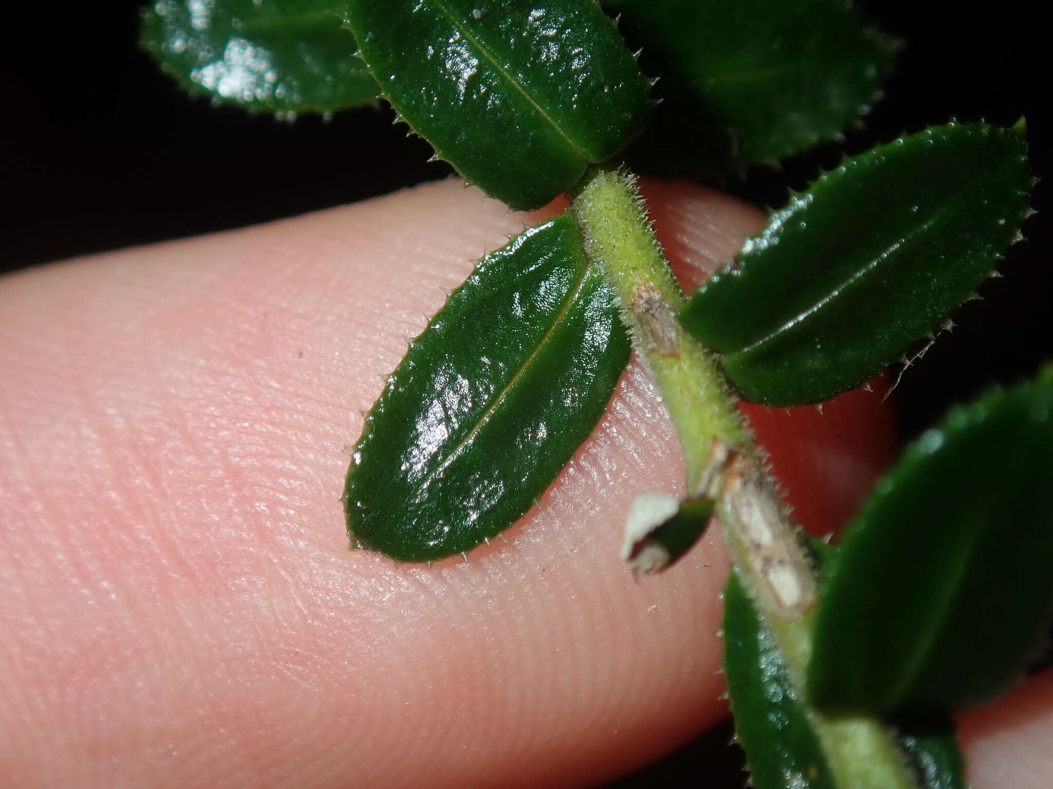 Cassinia denticulata R. Br resmi