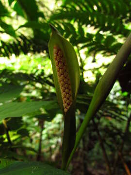 Asterostigma tweedieanum Schott resmi