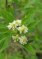 Слика од Lippia javanica (Burm. fil.) Spreng.