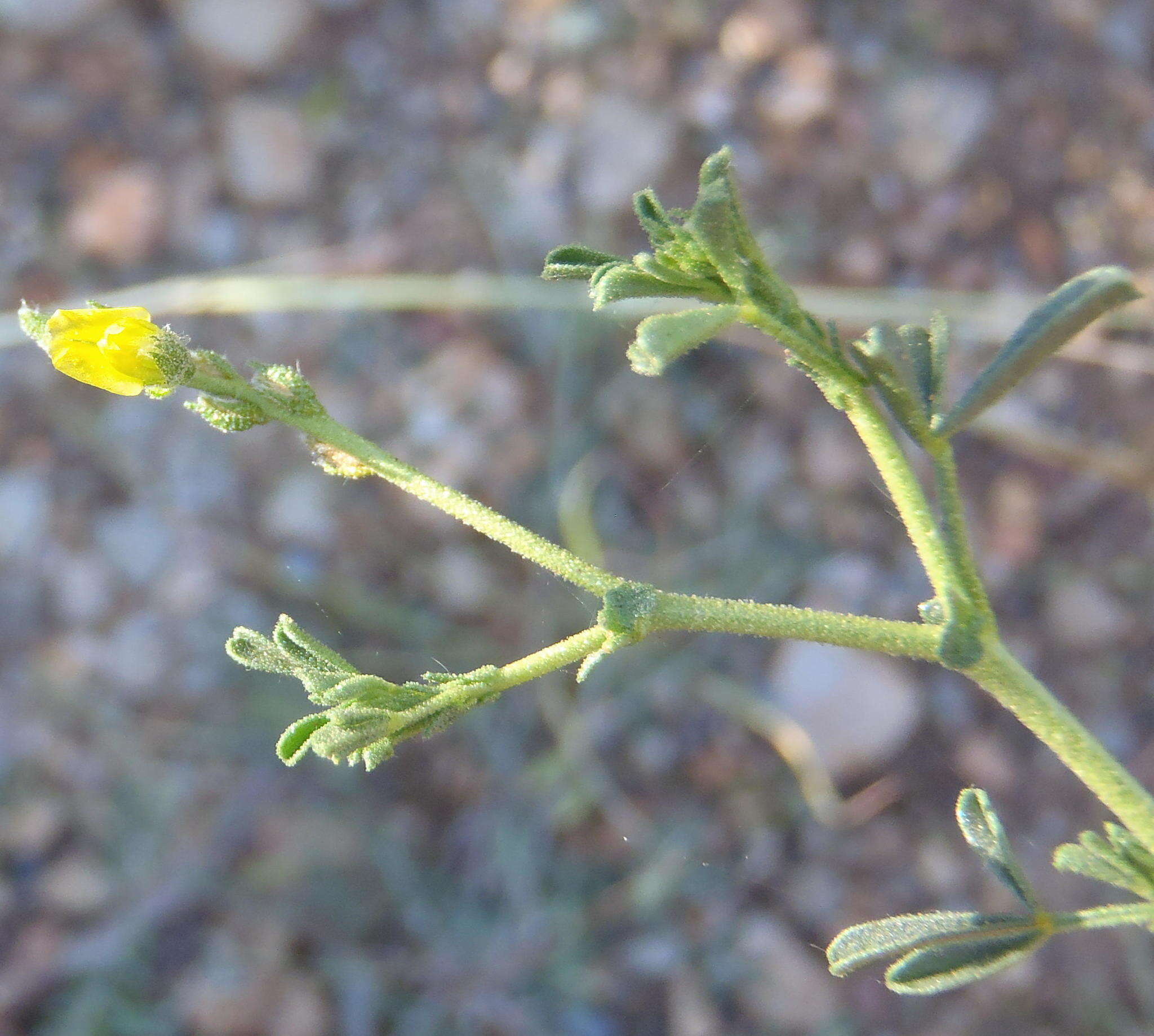 Image of Melolobium adenodes Eckl. & Zeyh.